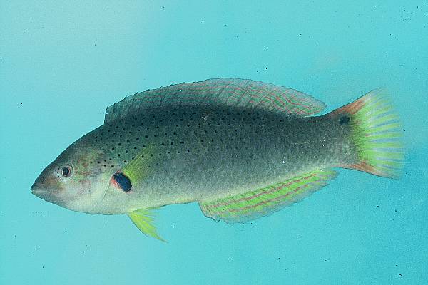 Orangefin wrasse (Halichoeres melanochir) — Labridae — 4