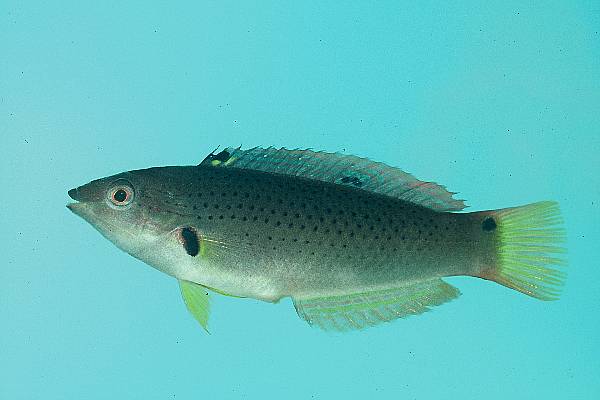 Orangefin wrasse (Halichoeres melanochir) — Labridae — 5