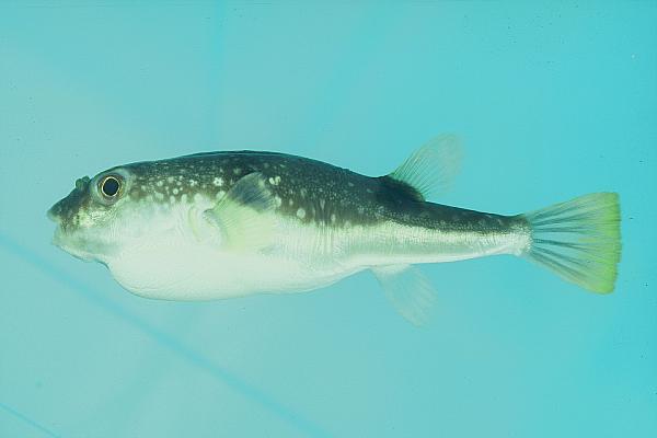 Grass puffer (Takifugu niphobles) — Tetraodontidae