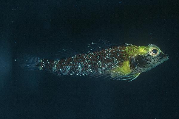 Yellownape triplefin (Enneapterygius flavoccipitis) — Tripterygiidae — 3