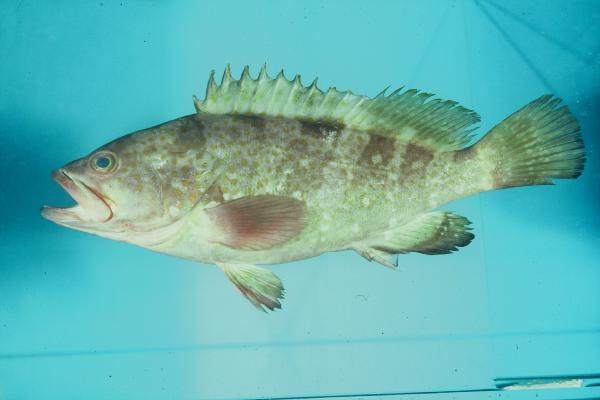 Hong Kong grouper (Epinephelus akaara) — Serranidae — 2