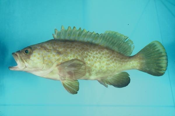 Hong Kong grouper (Epinephelus akaara) — Serranidae — 3