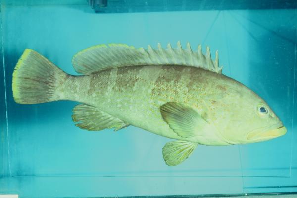 Banded grouper (Epinephelus awoara) — Serranidae — 5