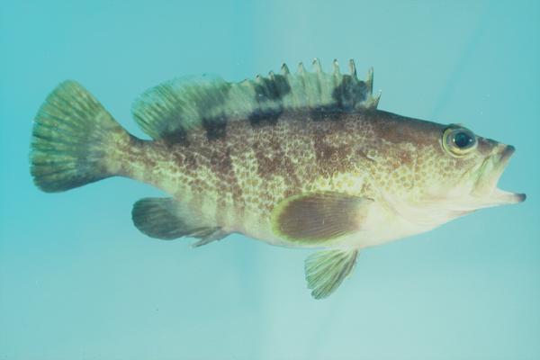 Banded reef-cod (Epinephelus fasciatomaculosus) — Serranidae — 3
