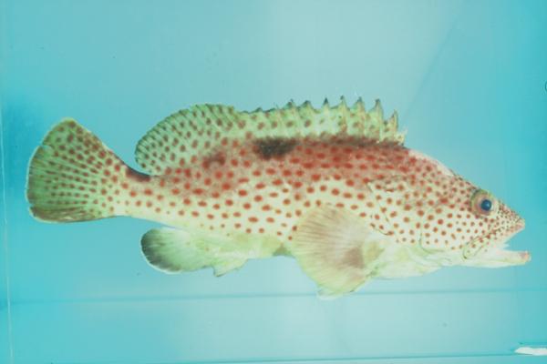 Threespot grouper (Epinephelus trimaculatus) — Serranidae — 2