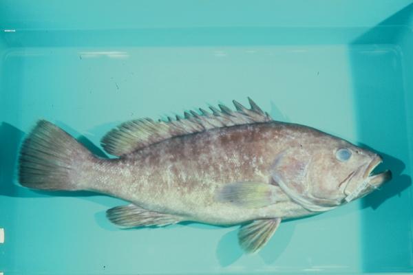 Bar rockcod (Hyporthodus septemfasciatus) — Serranidae — 3