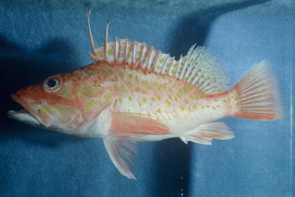 Offshore rockfish (Pontinus kuhlii) — Scorpaenidae — 2