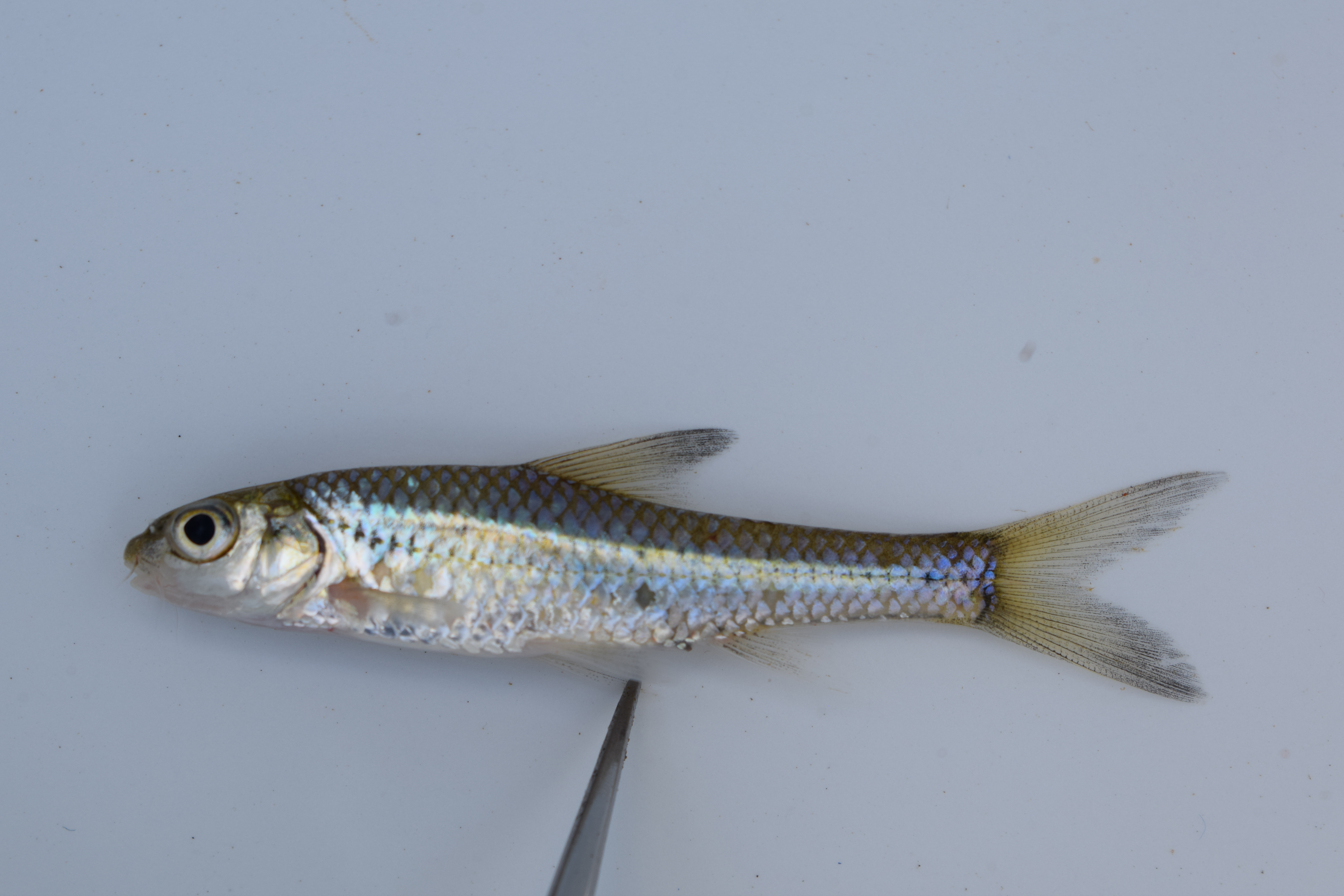 Line-spotted barb (Enteromius lineomaculatus) — Cyprinidae — 2