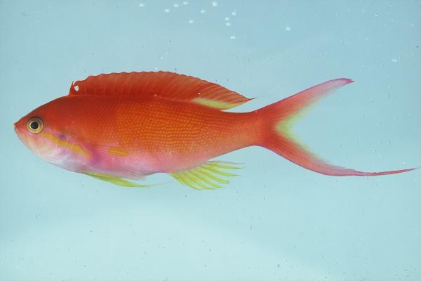 Threadfin anthias (Nemanthias carberryi) — Serranidae — 5