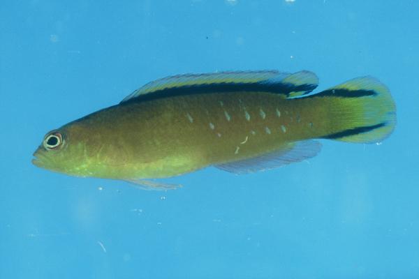 Black-banded dottyback (Pseudochromis tapeinosoma) — Pseudochromidae — 4