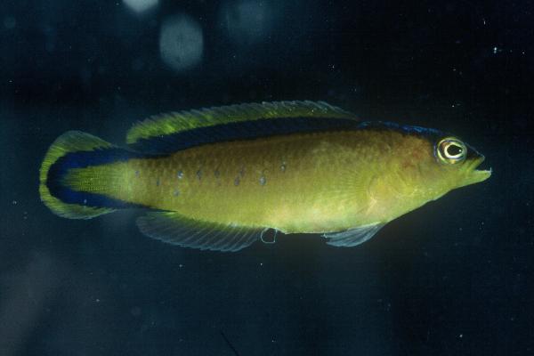 Black-banded dottyback (Pseudochromis tapeinosoma) — Pseudochromidae — 2
