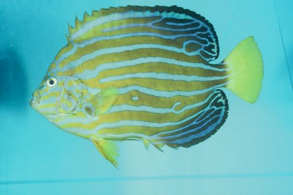 Bluelined angelfish (Chaetodontoplus septentrionalis) — Pomacanthidae — 5