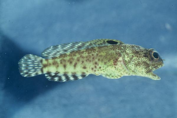 Darwin jawfish (Opistognathus darwiniensis) — Opistognathidae