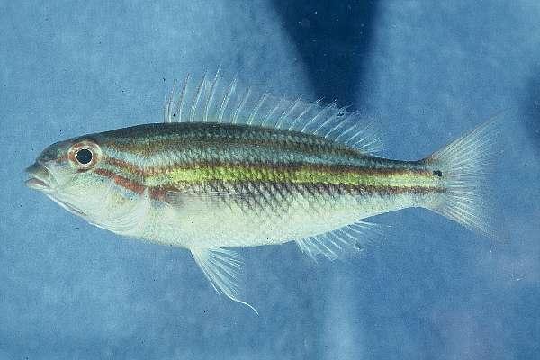 Maori seaperch (Scaevius milii) — Nemipteridae — 2