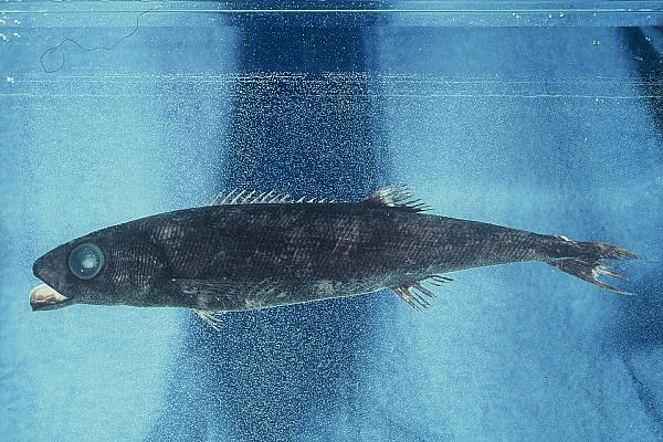 Bigeye squaretail (Tetragonurus atlanticus) — Tetragonuridae — 2
