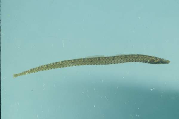 Black rock pipefish (Phoxocampus belcheri) — Syngnathidae — 2