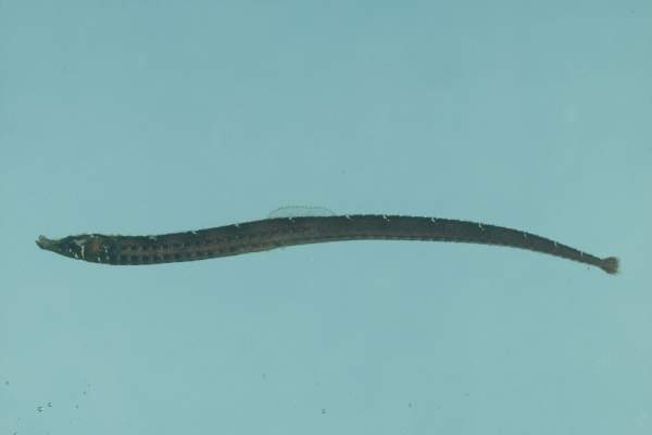 Black rock pipefish (Phoxocampus belcheri) — Syngnathidae — 3