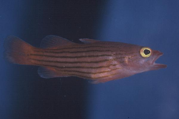 Meteor basslet (Liopropoma susumi) — Serranidae — 5
