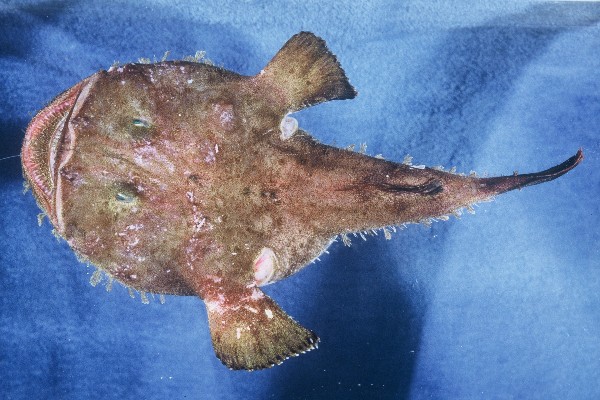 Cape monk (Lophius vomerinus) — Lophiidae