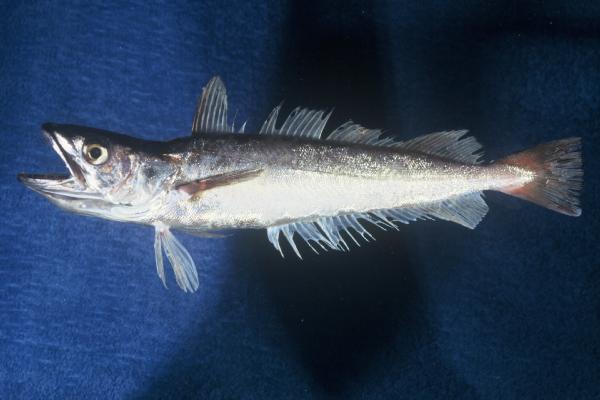 Shallow-water Cape hake (Merluccius capensis) — Merlucciidae