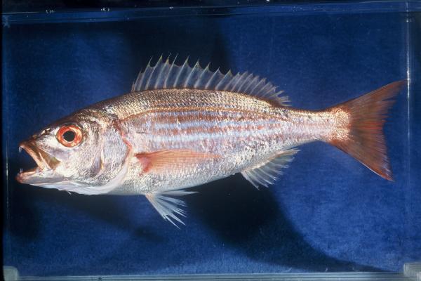 Carpenter (Argyrozona argyrozona) — Sparidae — 2
