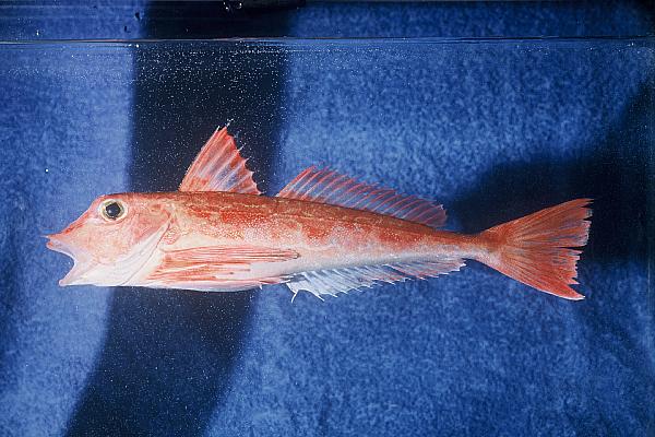 Gurnard (Chelidonichthys queketti) — Triglidae