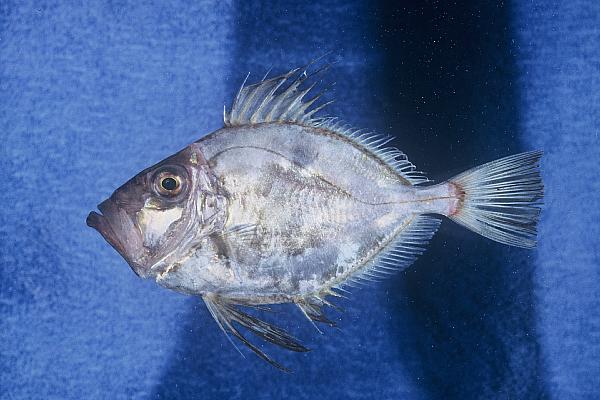 Cape dory (Zeus capensis) — Zeidae