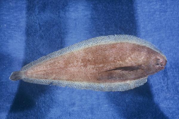 East coast sole (Austroglossus pectoralis) — Soleidae