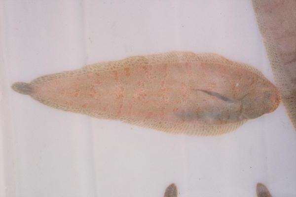 Oostkust-tong (Austroglossus pectoralis) — Soleidae — 2