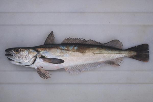 Shallow-water Cape hake (Merluccius capensis) — Merlucciidae — 2