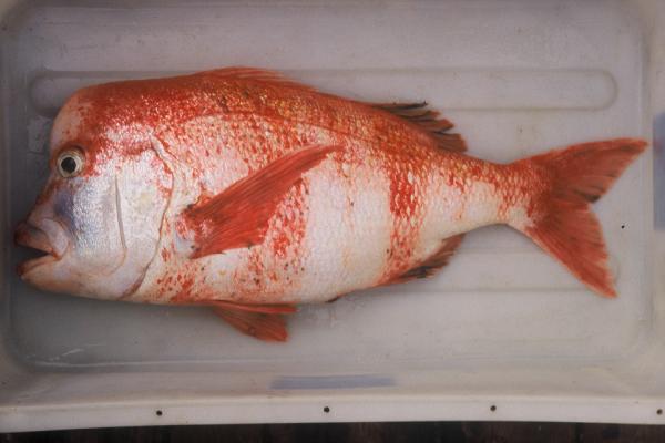 Red stumpnose (Chrysoblephus gibbiceps) — Sparidae — 2