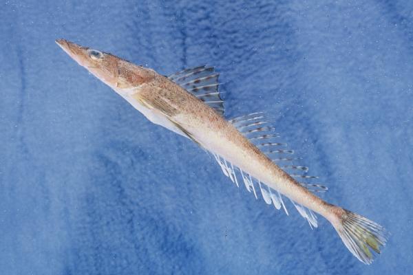 Heemstras platkopvis (Cociella heemstrai) — Platycephalidae — 5