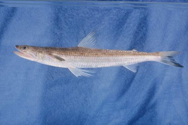 Common grinner (Saurida tumbil) — Synodontidae