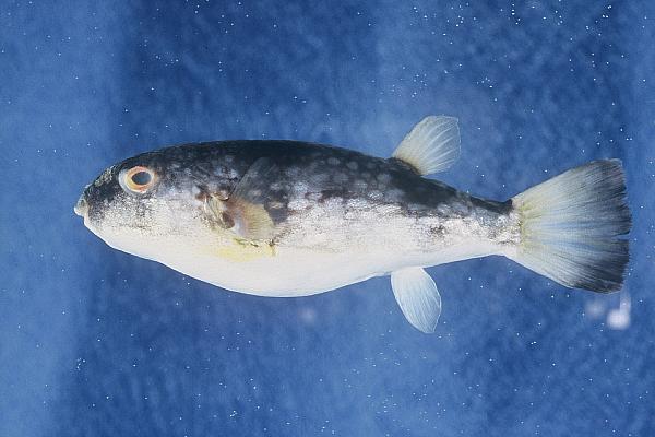 Broadhead puffer (Chelonodon laticeps) — Tetraodontidae — 2