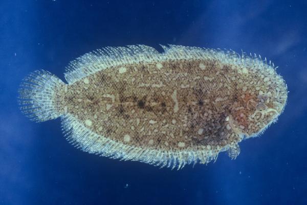 Peculiar sole (Aseraggodes xenicus) — Soleidae — 5