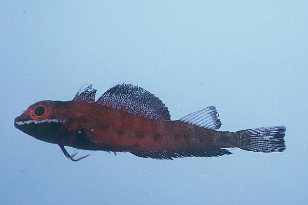 Duskyfin triplefin (Helcogramma fuscopinna) — Tripterygiidae — 5