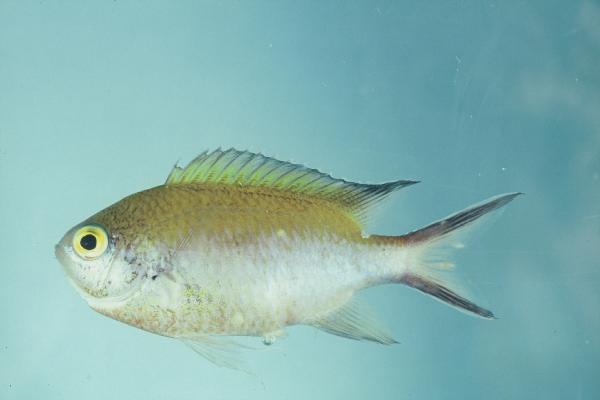Smoky chromis (Chromis fumea) — Pomacentridae — 5