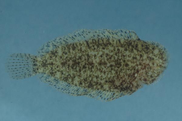 Blackspotted sole (Aseraggodes melanostictus) — Soleidae — 5