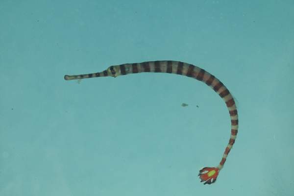 Chapmans band-zeenaald (Dunckerocampus chapmani) — Syngnathidae