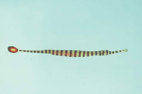 Chapman's pipefish (Dunckerocampus chapmani) — Syngnathidae — 2