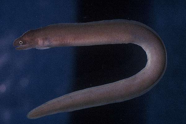 Pinda moray (Gymnothorax pindae) — Muraenidae — 5