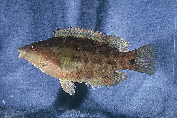 Emerald wrasse (Symphodus trutta) — Labridae — 2