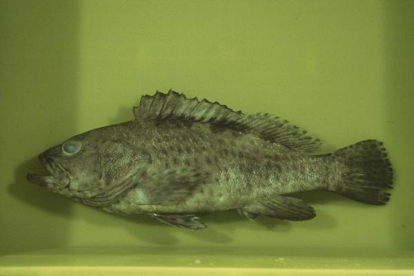 Brownspotted grouper (Epinephelus bilobatus) — Serranidae — 3