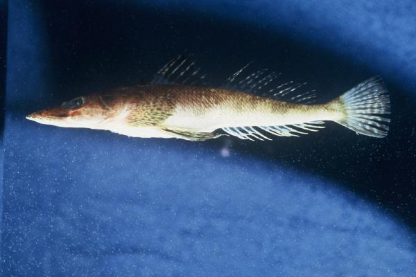 Halftooth flathead (Sorsogona prionota) — Platycephalidae — 2