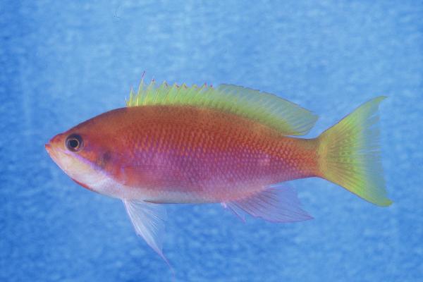 Heemstras feebaars (Pseudanthias heemstrai) — Serranidae