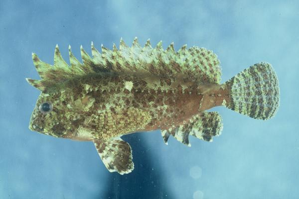 Wasp waspfish (Paracentropogon vespa) — Tetrarogidae — 5
