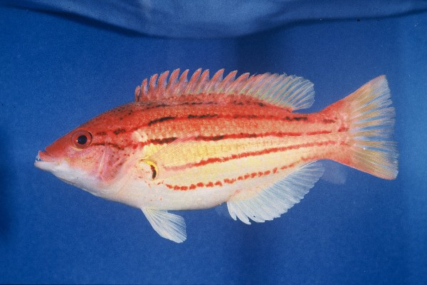 Threelined hogfish (Bodianus trilineatus) — Labridae — 2