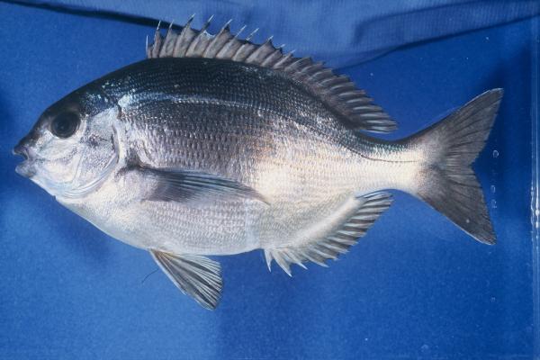 Bronze bream (Pachymetopon grande) — Sparidae — 5