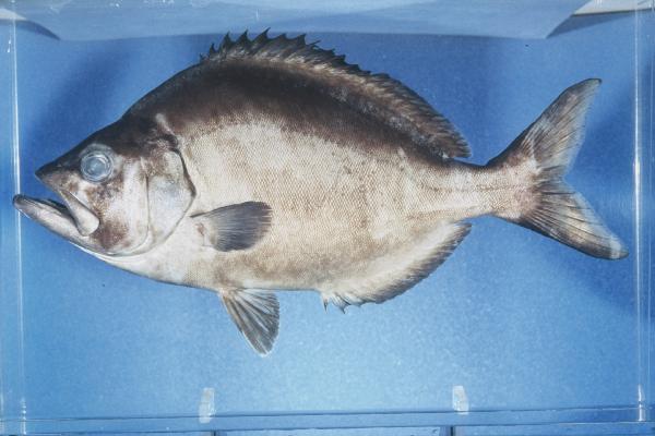 Jutjaw (Parascorpis typus) — Parascorpididae — 3