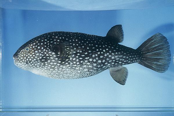 Starry toadfish (Arothron firmamentum) — Tetraodontidae